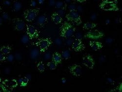 NDUFA7 Monoclonal Antibody (OTI2G4), TrueMAB , OriGene 30 &mu;L; Unconjugated:Antibodies,