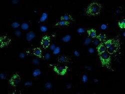 NDUFA7 Mouse anti-Human, Clone: OTI2D4, lyophilized, TrueMAB 100 &mu;g;
