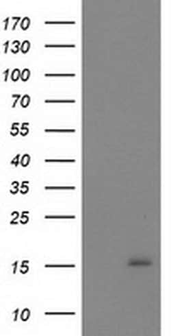 NDUFA7 Monoclonal Antibody (OTI2F3), TrueMAB , OriGene 100 &mu;L; Unconjugated:Antibodies,