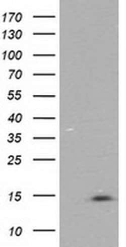NDUFA7 Monoclonal Antibody (OTI3B2), TrueMAB , OriGene 30 &mu;L; Unconjugated:Antibodies,