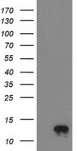NDUFA7 Mouse anti-Human, Clone: OTI2G4, lyophilized, TrueMAB 100 &mu;g;