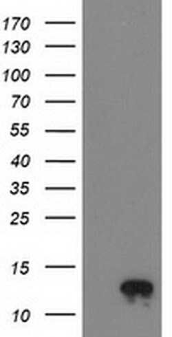 NDUFA7 Monoclonal Antibody (OTI2G4), TrueMAB , OriGene 30 &mu;L; Unconjugated:Antibodies,