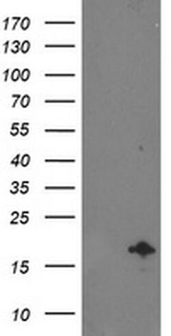 NDUFA7 Monoclonal Antibody (OTI2C4), TrueMAB , OriGene 100 &mu;L; Unconjugated:Antibodies,