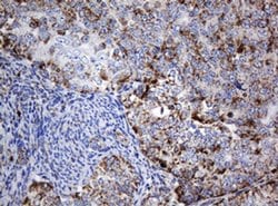 NDUFB10 Monoclonal Antibody (OTI2G1), TrueMAB , OriGene 100 &mu;L; Unconjugated:Antibodies,