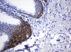 NDUFB10 Monoclonal Antibody (OTI2G1), TrueMAB , OriGene 100 &mu;L; Unconjugated:Antibodies,