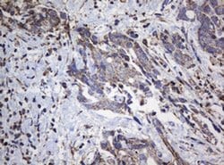 NDUFB10 Monoclonal Antibody (OTI2G1), TrueMAB , OriGene 100 &mu;L; Unconjugated:Antibodies,