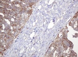 NDUFB10 Monoclonal Antibody (OTI4D1), TrueMAB , OriGene 100 &mu;L; Unconjugated:Antibodies,