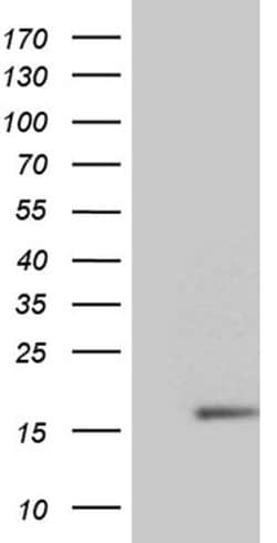 NDUFB3 Monoclonal Antibody (OTI4B2), TrueMAB , OriGene 100 &mu;L; Unconjugated:Antibodies,