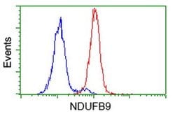 NDUFB9 Monoclonal Antibody (OTI9B2), TrueMAB , OriGene 100 &mu;L; Unconjugated:Antibodies,