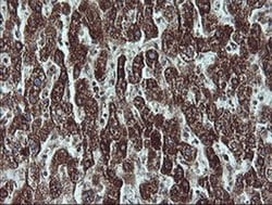NDUFB9 Monoclonal Antibody (OTI3A1), TrueMAB , OriGene 100 &mu;L; Unconjugated:Antibodies,