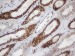 NDUFB9 Monoclonal Antibody (OTI4F8), TrueMAB , OriGene:Antibodies:Primary