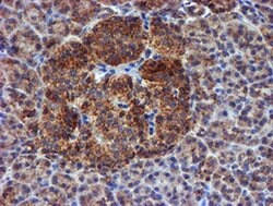 NDUFB9 Monoclonal Antibody (OTI13H11), TrueMAB , OriGene 30 &mu;L; Unconjugated:Antibodies,