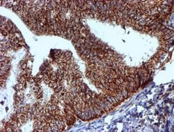 NDUFB9 Monoclonal Antibody (OTI13H11), TrueMAB , OriGene 30 &mu;L; Unconjugated:Antibodies,