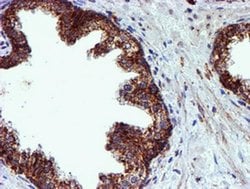 NDUFB9 Monoclonal Antibody (OTI13H11), TrueMAB , OriGene 30 &mu;L; Unconjugated:Antibodies,
