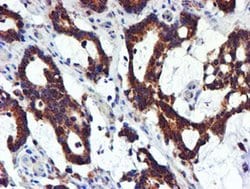 NDUFB9 Monoclonal Antibody (OTI13H11), TrueMAB , OriGene 30 &mu;L; Unconjugated:Antibodies,