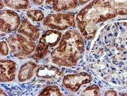 NDUFB9 Monoclonal Antibody (OTI13H11), TrueMAB , OriGene 30 &mu;L; Unconjugated:Antibodies,