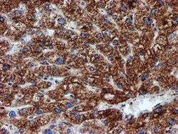 NDUFB9 Monoclonal Antibody (OTI13H11), TrueMAB , OriGene 30 &mu;L; Unconjugated:Antibodies,