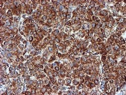NDUFB9 Monoclonal Antibody (OTI13H11), TrueMAB , OriGene 30 &mu;L; Unconjugated:Antibodies,