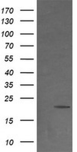 NDUFB9 Monoclonal Antibody (OTI13H11), TrueMAB , OriGene 30 &mu;L; Unconjugated:Antibodies,