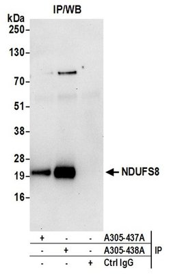NDUFS8 Rabbit anti-Human, Polyclonal, Bethyl Laboratories 100 &mu;L; Unconjugated:Antibodies,