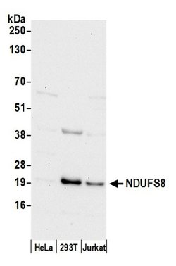 NDUFS8 Rabbit anti-Human, Polyclonal, Bethyl Laboratories 100 &mu;L; Unconjugated:Antibodies,