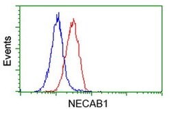 NECAB1 Monoclonal Antibody (OTI4G8), TrueMAB , OriGene 30 &mu;L; Unconjugated:Antibodies,