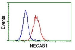 NECAB1 Monoclonal Antibody (OTI4G8), TrueMAB , OriGene 30 &mu;L; Unconjugated:Antibodies,