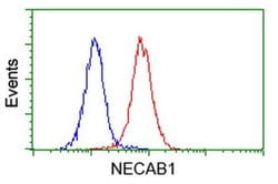 NECAB1 Monoclonal Antibody (OTI2H5), TrueMAB , OriGene 30 μL; Unconjugated:Antibodies,