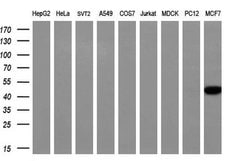 NECAB1 Monoclonal Antibody (OTI2H5), TrueMAB , OriGene 30 μL; Unconjugated:Antibodies,