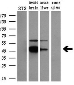 NECAB1 Monoclonal Antibody (OTI2H5), TrueMAB , OriGene 30 μL; Unconjugated:Antibodies,