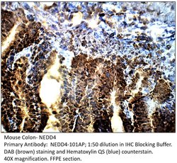 NEDD4 Rabbit anti-Mouse, Rat, Polyclonal, FabGennix 200 &mu;L; Unconjugated:Antibodies,