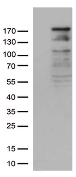 NEDD4 Monoclonal Antibody (OTI6B2), TrueMAB , OriGene 100 &mu;L; Unconjugated:Antibodies,