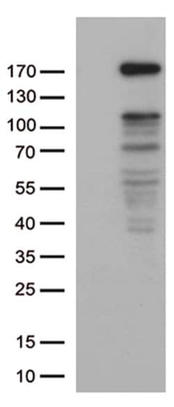 NEDD4 Monoclonal Antibody (OTI6E12), TrueMAB , OriGene 30 &mu;L; Unconjugated:Antibodies,