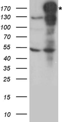 NEDD4 Rabbit anti-Human, Polyclonal, liquid, OriGene 100 &mu;L; Unconjugated:Antibodies,