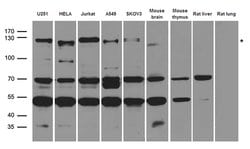 NEDD4 Rabbit anti-Human, Polyclonal, liquid, OriGene 100 &mu;L; Unconjugated:Antibodies,