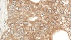NEDD4L Rabbit anti-Human, Mouse, Polyclonal, Bethyl Laboratories 100 &mu;L;