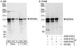 NEDD4L Rabbit anti-Human, Mouse, Polyclonal, Bethyl Laboratories 100 &mu;L;