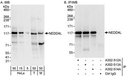 NEDD4L Rabbit anti-Human, Mouse, Polyclonal, Bethyl Laboratories 100 &mu;L;