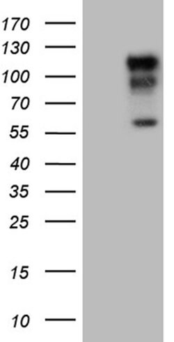 NEDD9 Mouse anti-Human, Clone: OTI3H4, lyophilized, TrueMAB 100 &mu;g;