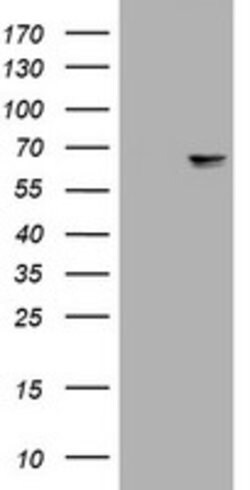 NEFL Mouse anti-Human, Clone: OTI2F5, lyophilized, TrueMAB 100 &mu;g; Unconjugated:Antibodies,