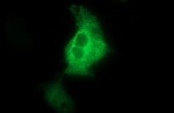 NEFM Monoclonal Antibody (OTI1A4), TrueMAB , OriGene 100 &mu;L; Unconjugated:Antibodies,