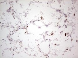 NEFM Mouse anti-Human, Clone: OTI2G3, lyophilized, TrueMAB 100 &mu;g; Unconjugated:Antibodies,