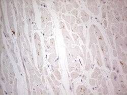 NEFM Mouse anti-Human, Clone: OTI2G3, lyophilized, TrueMAB 100 &mu;g; Unconjugated:Antibodies,