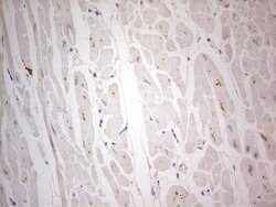 NEFM Monoclonal Antibody (OTI2G3), TrueMAB , OriGene 100 &mu;L; Unconjugated:Antibodies,