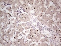NEFM Mouse anti-Human, Clone: OTI2G3, lyophilized, TrueMAB 100 &mu;g; Unconjugated:Antibodies,
