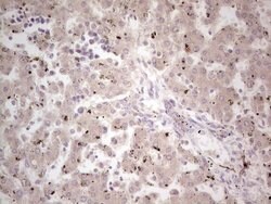 NEFM Monoclonal Antibody (OTI2G3), TrueMAB , OriGene 100 &mu;L; Unconjugated:Antibodies,