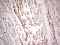 NEFM Monoclonal Antibody (OTI5B7), TrueMAB , OriGene 100 &mu;L; Unconjugated:Antibodies,