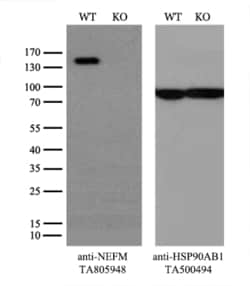 NEFM Monoclonal Antibody (OTI5B7), TrueMAB , OriGene 30 &mu;L; Unconjugated:Antibodies,