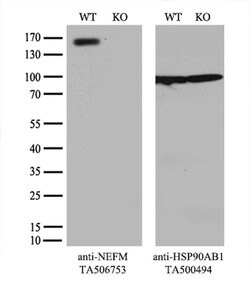 NEFM Monoclonal Antibody (OTI1A4), TrueMAB , OriGene 100 &mu;L; Unconjugated:Antibodies,