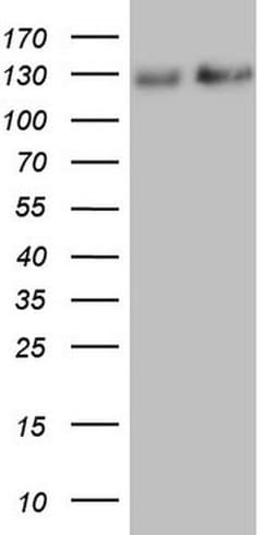 NEFM Monoclonal Antibody (OTI2G3), TrueMAB , OriGene:Antibodies:Primary